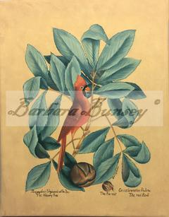 Cardinalis Cardinalis